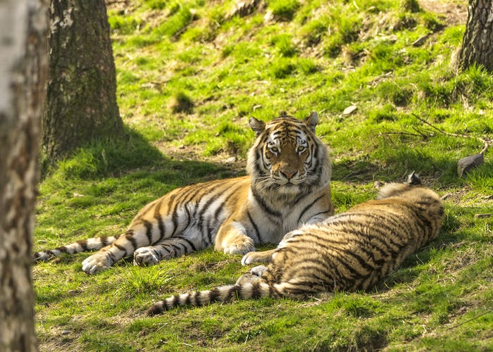 Highland Wildlife Park