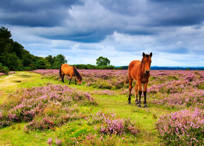 New Forest